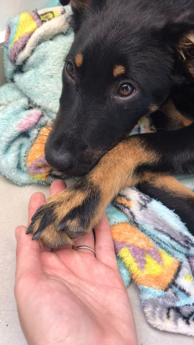 Cachorro ra a Parece cruza de pastor alemão idade 2 a 6 meses nome Sem nome