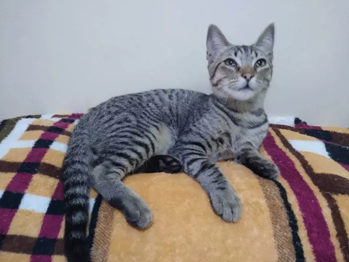 Gato raça SRD idade 7 a 11 meses nome ALOK CASTRADO