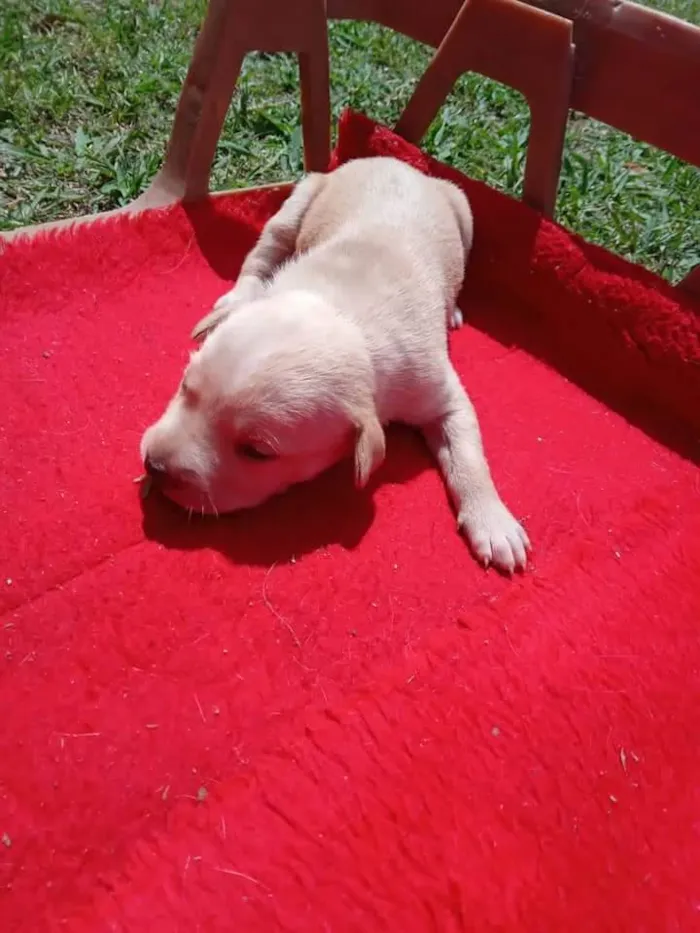 Cachorro ra a Vira lata idade Abaixo de 2 meses nome Floquinho 