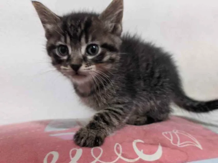 Gato ra a  idade Abaixo de 2 meses nome Gatos filhotes