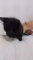 Gatos filhotes
