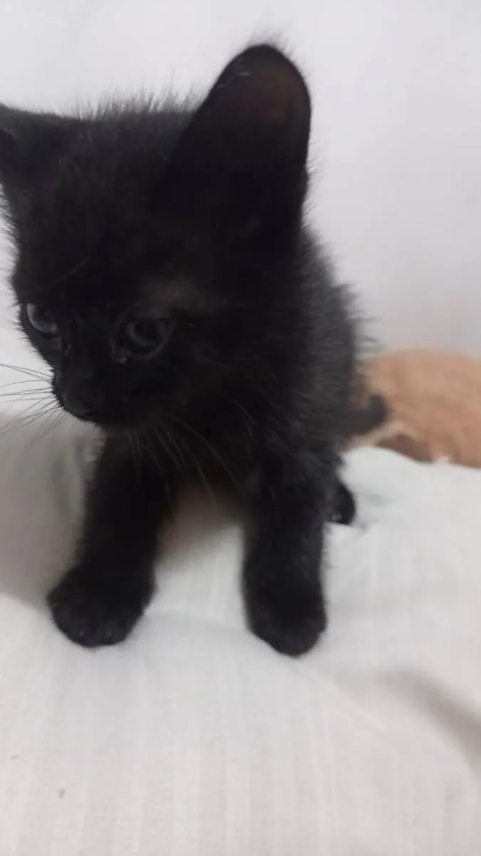Gato ra a  idade Abaixo de 2 meses nome Gatos filhotes