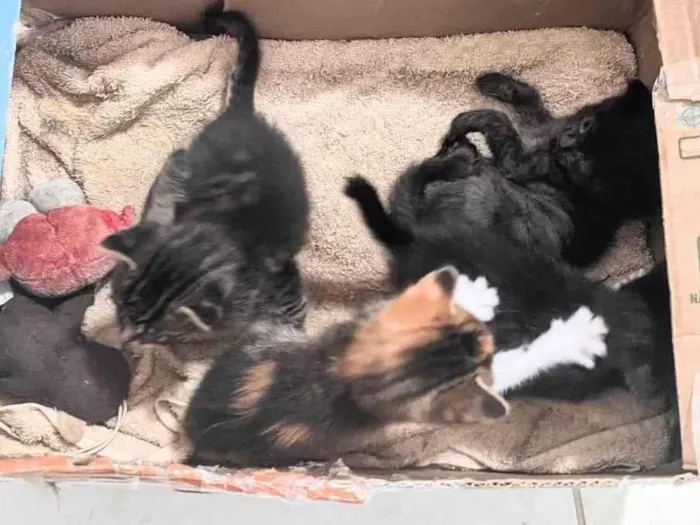 Gato ra a  idade Abaixo de 2 meses nome Gatos filhotes