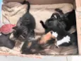 Gatos filhotes