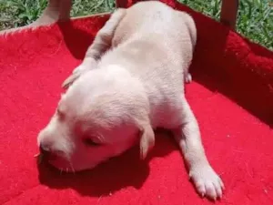 Cachorro raça Vira lata idade Abaixo de 2 meses nome Floquinho 