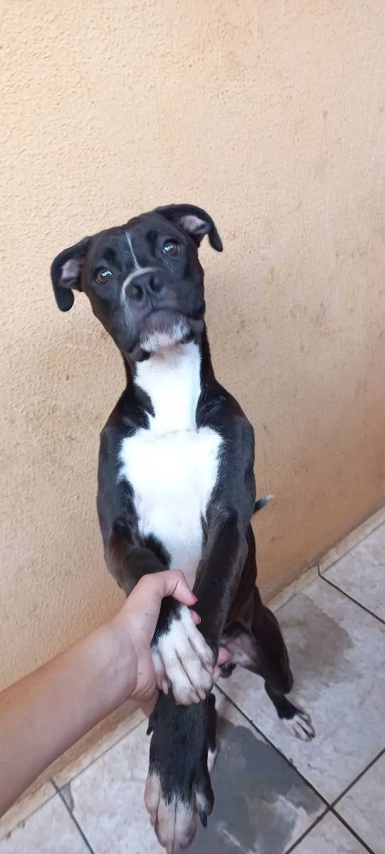 Cachorro ra a Boxer idade 7 a 11 meses nome Cronnos