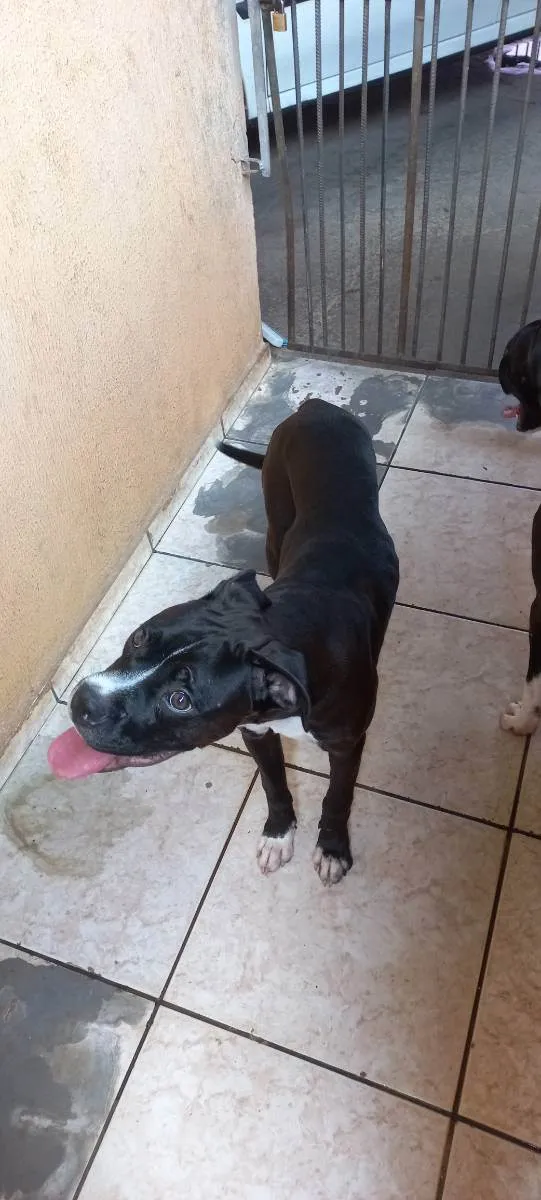 Cachorro ra a Boxer idade 7 a 11 meses nome Cronnos