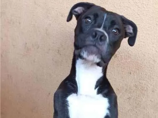 Cachorro ra a Boxer idade 7 a 11 meses nome Cronnos