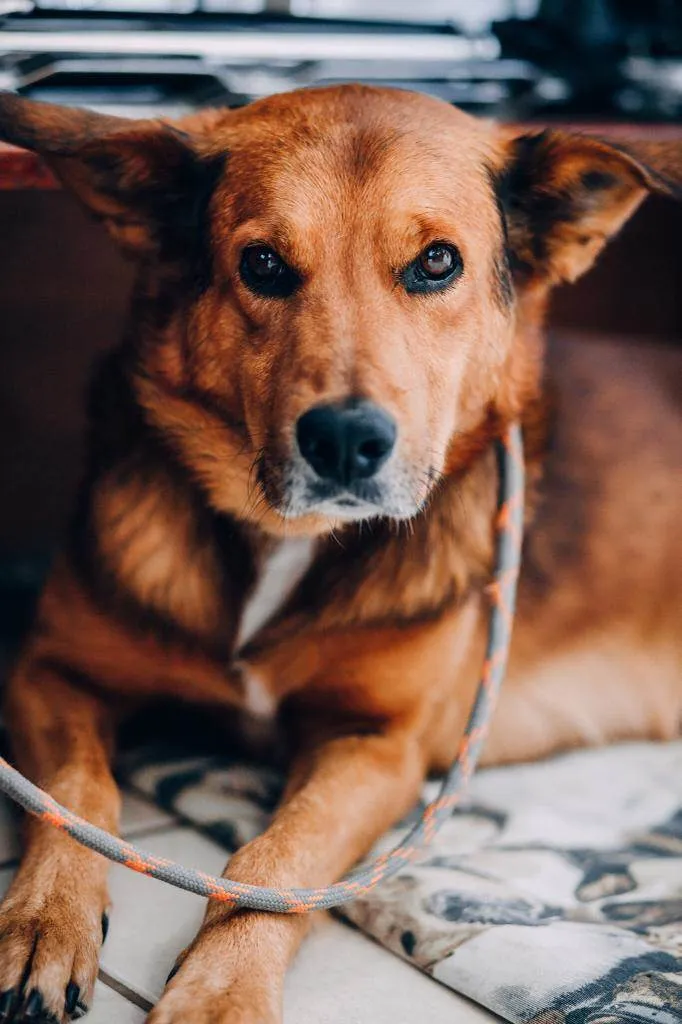 Cachorro ra a SRD idade 2 anos nome Max