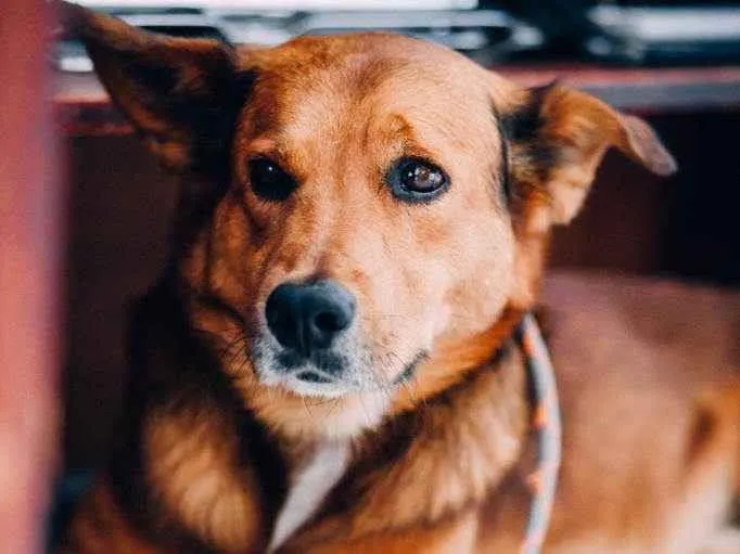 Cachorro ra a SRD idade 2 anos nome Max