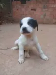 Filhotes