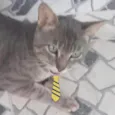 Bento 