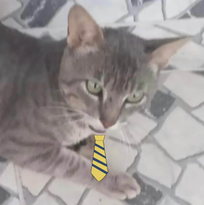 Gato ra a Mestiço  idade 2 a 6 meses nome Bento 
