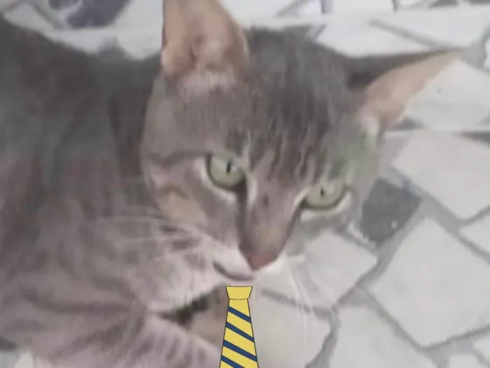 Gato ra a Mestiço  idade 2 a 6 meses nome Bento 