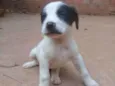 Filhotes