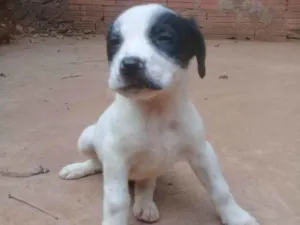 Cachorro raça Srd idade 2 a 6 meses nome Filhotes