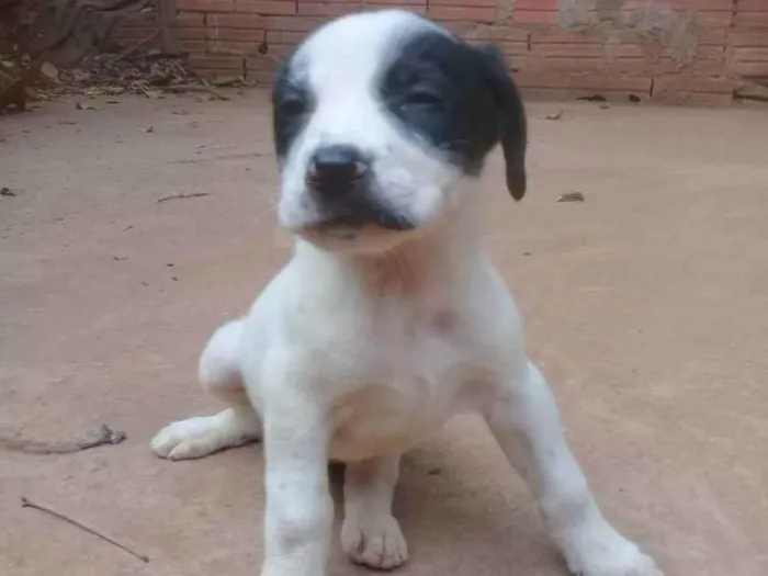 Cachorro ra a Srd idade 2 a 6 meses nome Filhotes