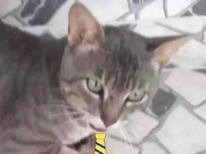 Gato raça Mestiço  idade 2 a 6 meses nome Bento 