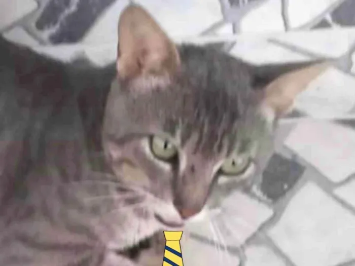 Gato ra a Mestiço  idade 2 a 6 meses nome Bento 