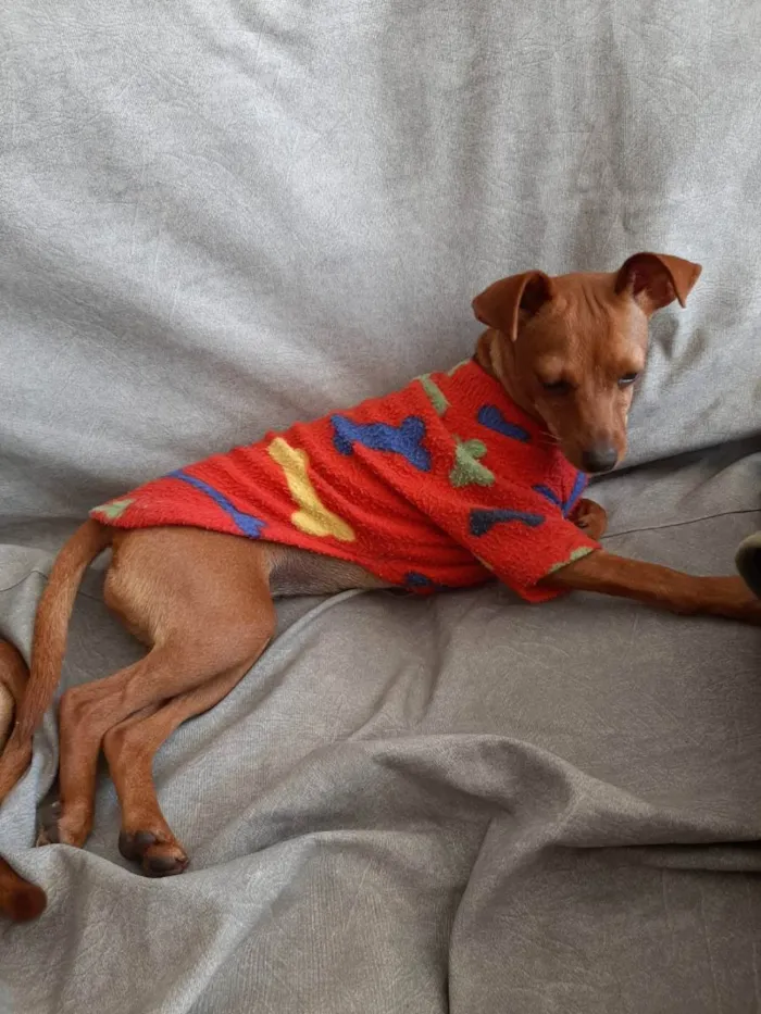 Cachorro ra a Pinscher idade 7 a 11 meses nome Mini