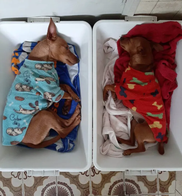 Cachorro ra a Pinscher idade 7 a 11 meses nome Mini