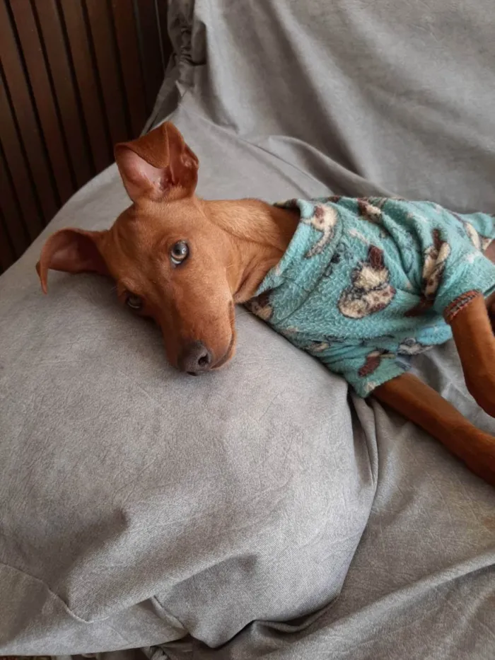 Cachorro ra a Pinscher idade 7 a 11 meses nome Mini