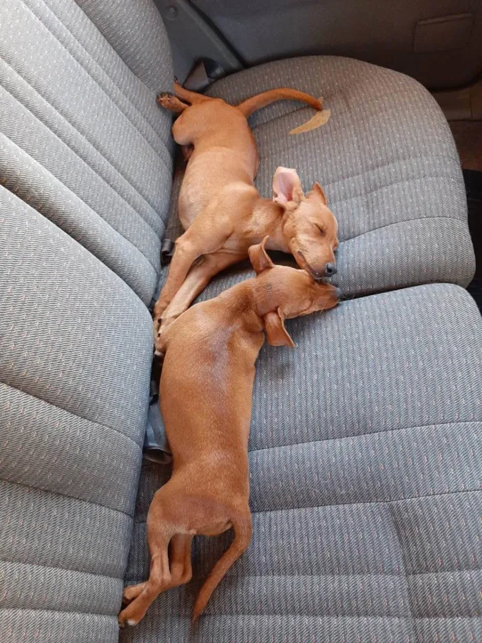 Cachorro ra a Pinscher idade 7 a 11 meses nome Mini