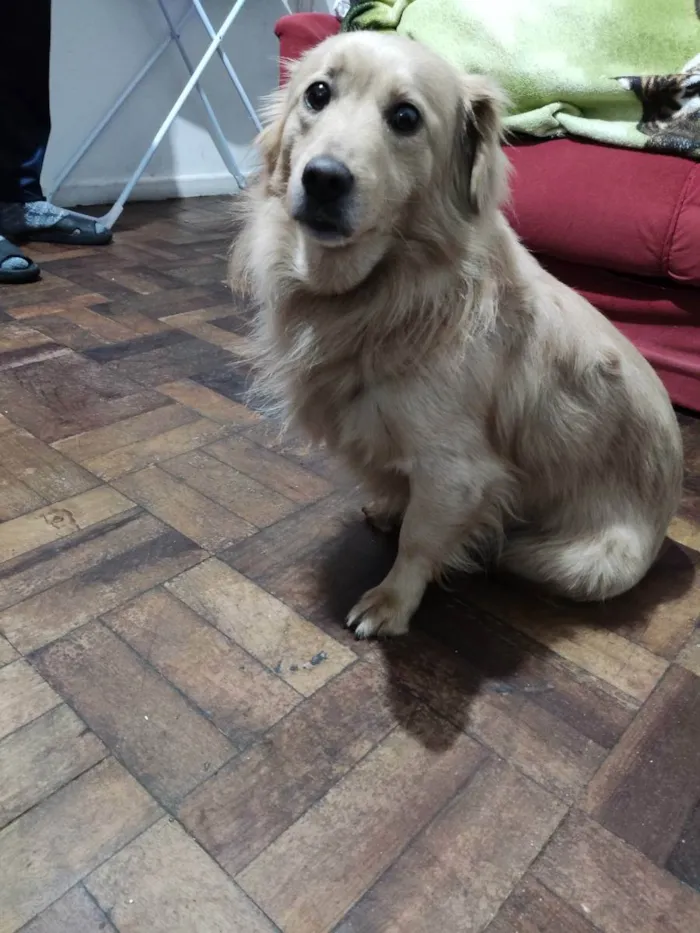 Cachorro ra a Vira-lata idade 2 anos nome Milly