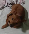 Cachorro raça Pinscher idade 3 anos nome Nina