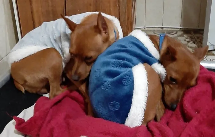 Cachorro raça Pinscher idade 3 anos nome Nina