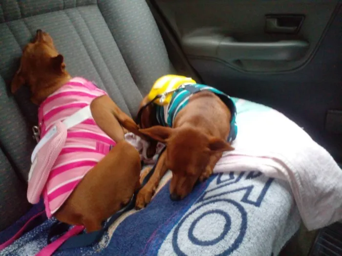 Cachorro raça Pinscher idade 3 anos nome Nina