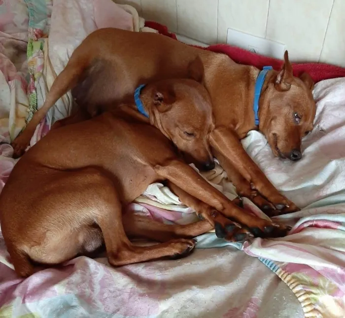 Cachorro ra a Pinscher idade 4 anos nome Romeu