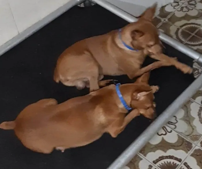 Cachorro ra a Pinscher idade 4 anos nome Romeu