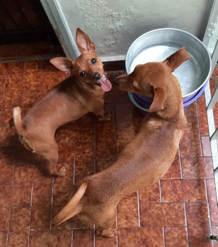 Cachorro ra a Pinscher idade 7 a 11 meses nome Mini
