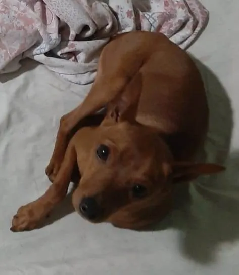 Cachorro ra a Pinscher idade 4 anos nome Romeu