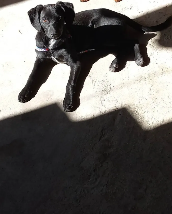Cachorro raça Vira lata idade 7 a 11 meses nome Théo