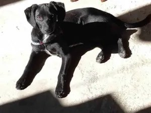 Cachorro raça Vira lata idade 7 a 11 meses nome Théo
