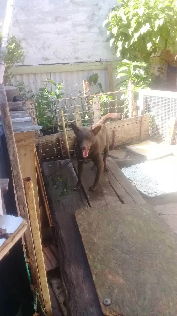 Cachorro ra a Vira lata idade 2 anos nome Larico