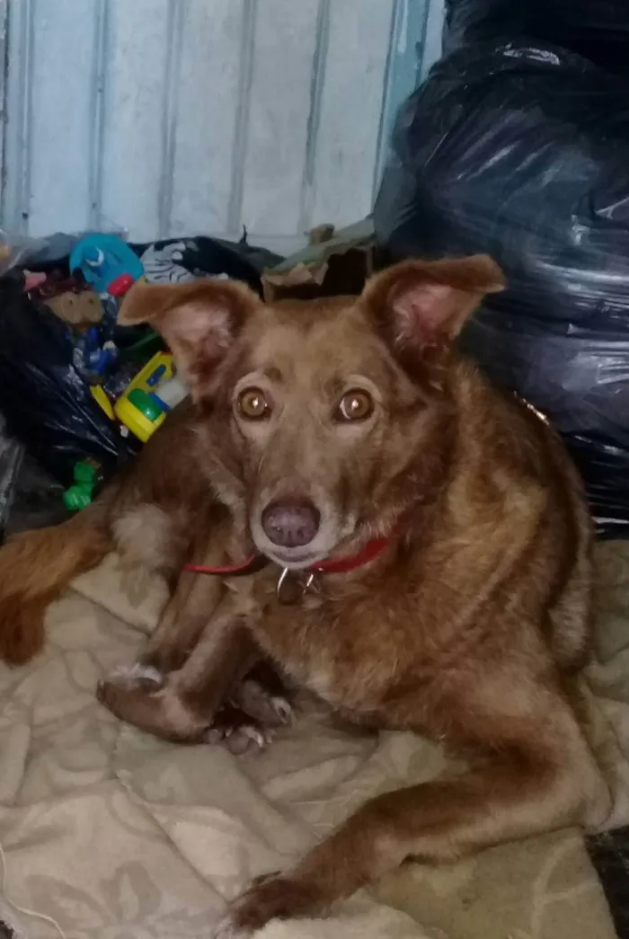 Cachorro ra a Vira lata idade 4 anos nome Chiquinha