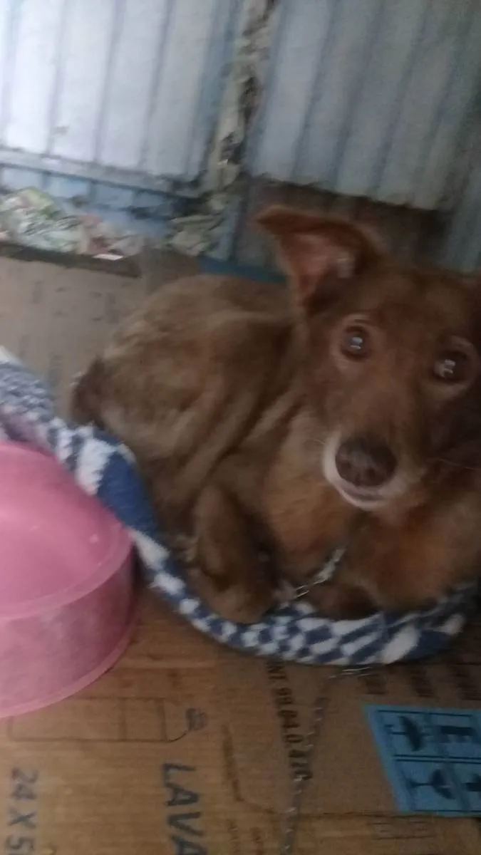 Cachorro ra a Vira lata idade 4 anos nome Chiquinha