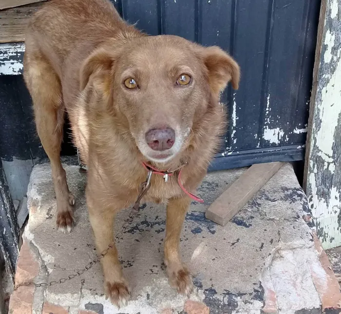 Cachorro ra a Vira lata idade 4 anos nome Chiquinha