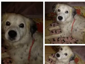 Cachorro raça SRD idade 5 anos nome Príncipe 