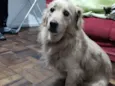 Milly