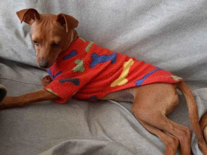 Cachorro raça Pinscher idade 7 a 11 meses nome Mini