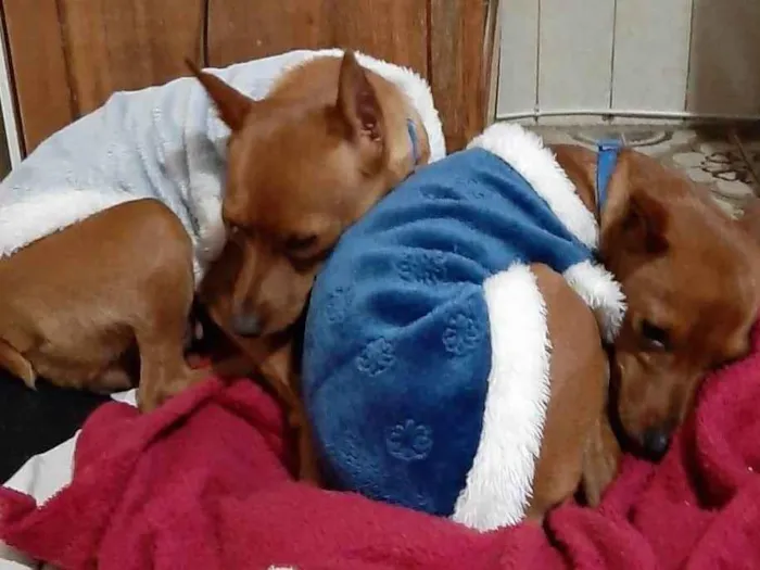 Cachorro raça Pinscher idade 3 anos nome Nina