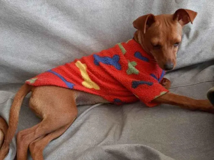 Cachorro ra a Pinscher idade 7 a 11 meses nome Mini