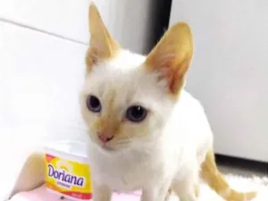 Gato raça Siamês Red Point idade 2 a 6 meses nome Bonnie