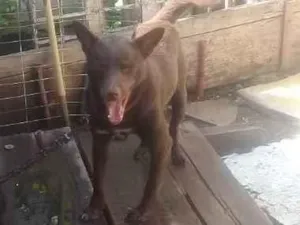 Cachorro raça Vira lata idade 2 anos nome Larico