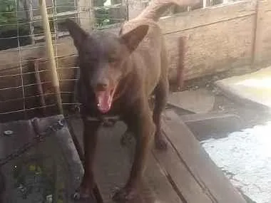 Cachorro ra a Vira lata idade 2 anos nome Larico