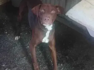 Cachorro raça Pit bul idade 3 anos nome Boris